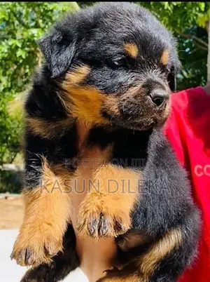 Rottweiler Puppy