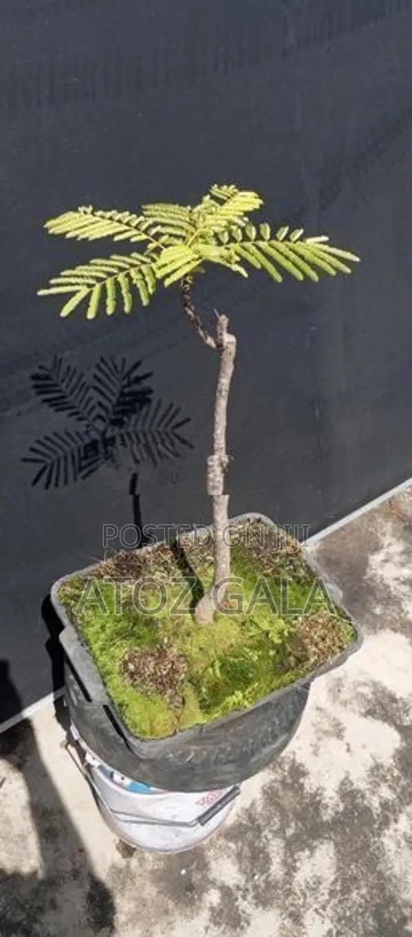 Bonsai Trees