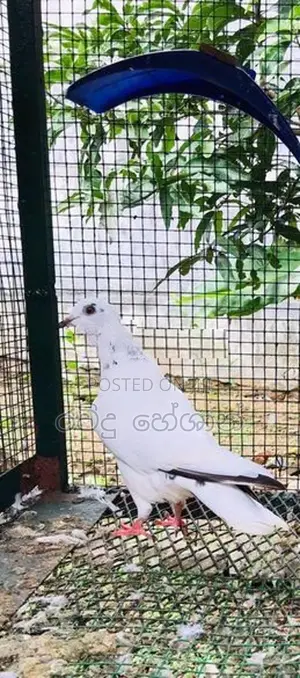 Pigeons