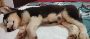 Husky Puppies