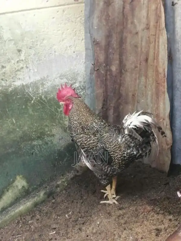 Rooster