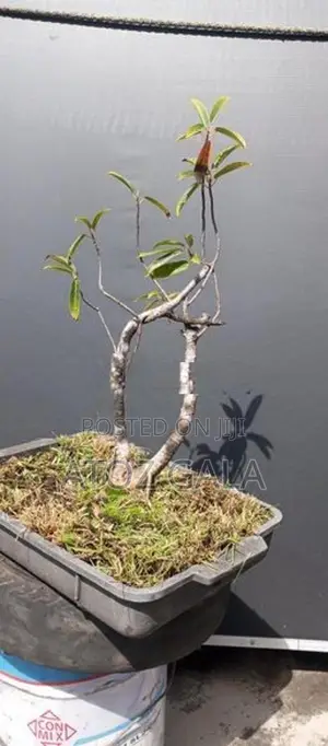 Bonsai Trees