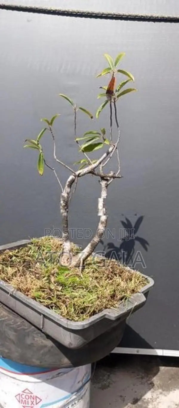 Bonsai Trees