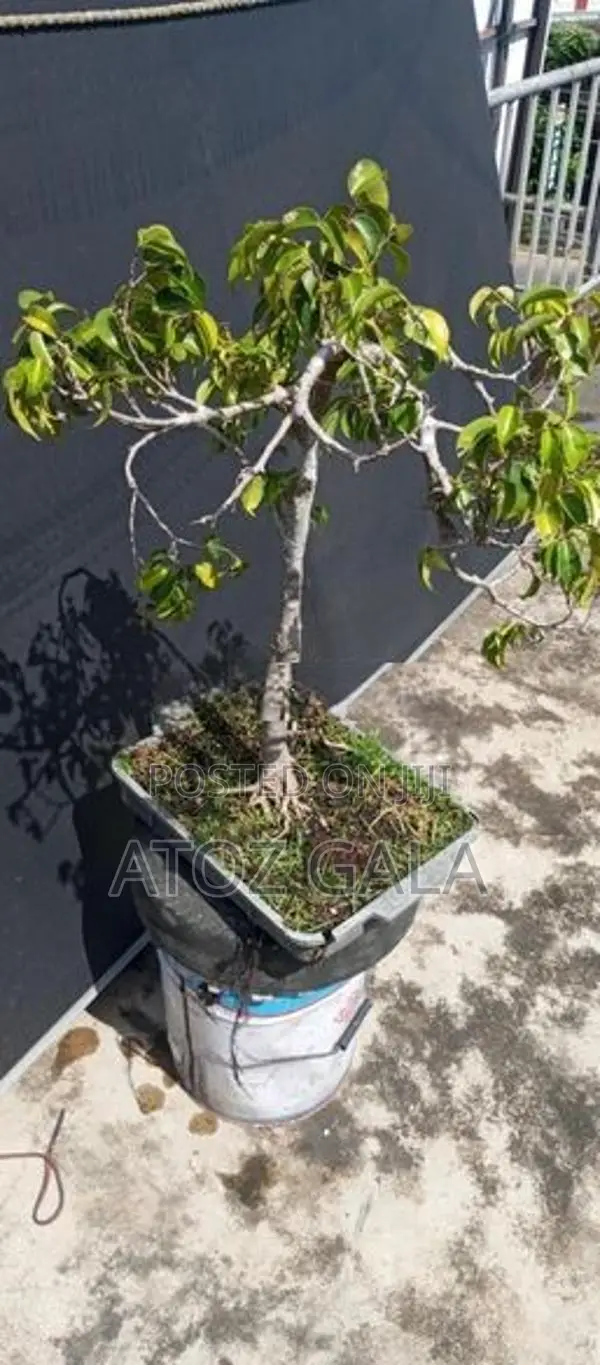 Bonsai Trees