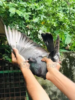 Pigeons
