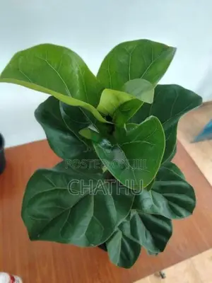Anthurium Redicans