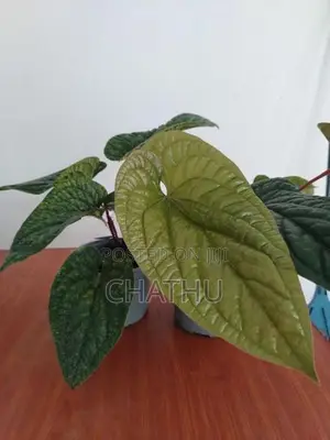 Anthurium Redicans
