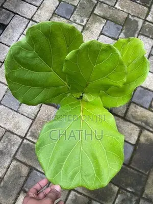 Anthurium Redicans
