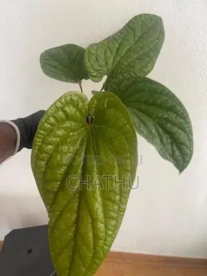 Anthurium Redicans