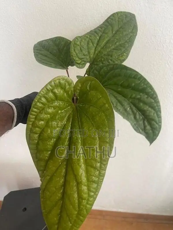 Anthurium Redicans