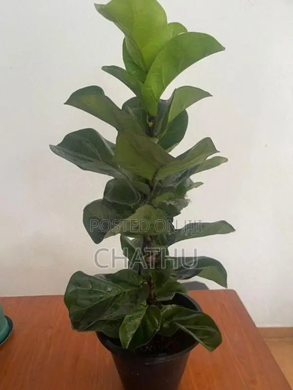 Anthurium Redicans
