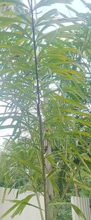 foxtail three