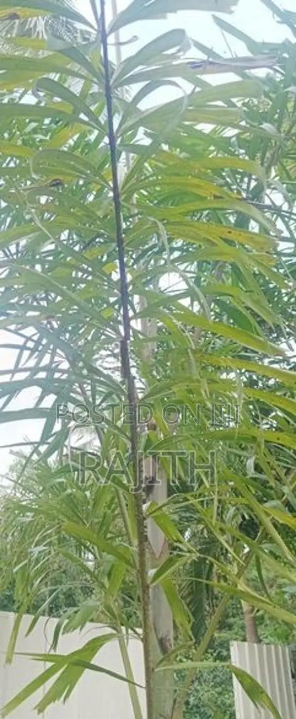 foxtail three