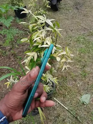 Infinix Hot 50i (Used)