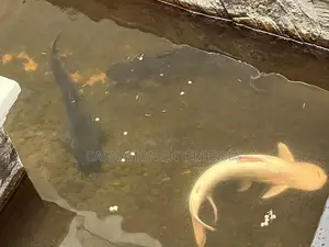 Catfish