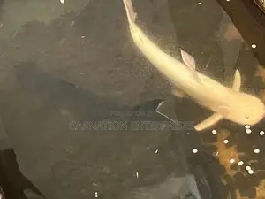 Catfish