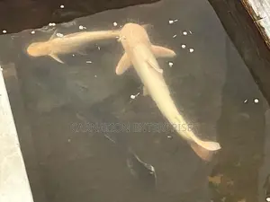 Catfish
