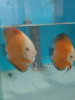 Discuss Fish