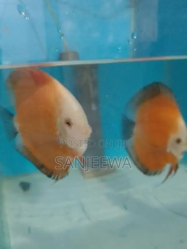 Discuss Fish