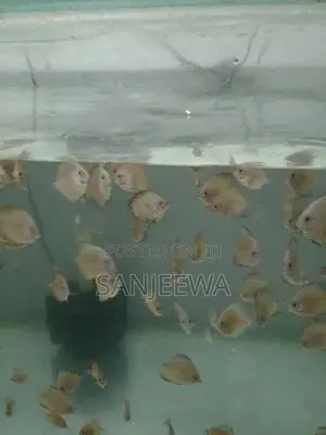 Discuss Fish