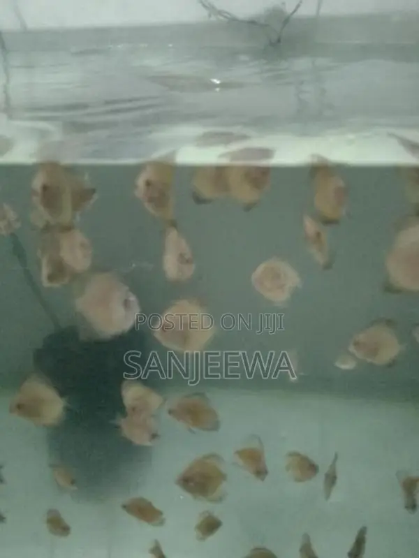 Discuss Fish