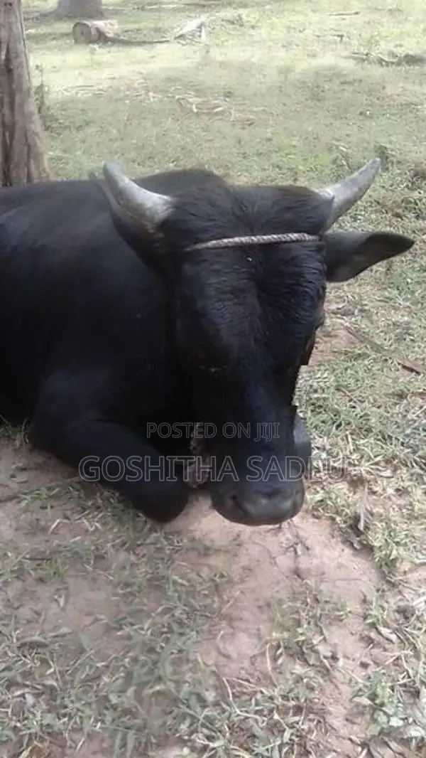 Milk Cow