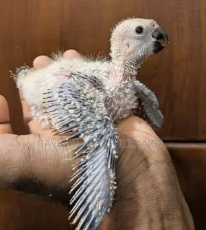 Suncorne Chick