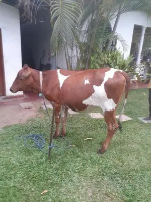 කිරි ගවයින් ( Millk cows )