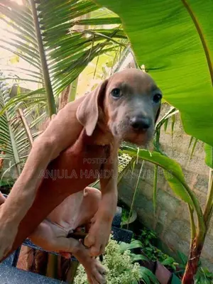 Rhodesian Ridgeback