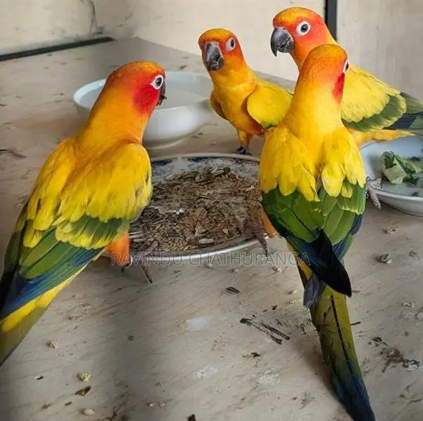 Suncorne Chick
