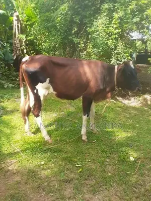 කිරි ගවයින් ( Millk cows )
