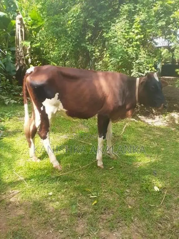 කිරි ගවයින් ( Millk cows )