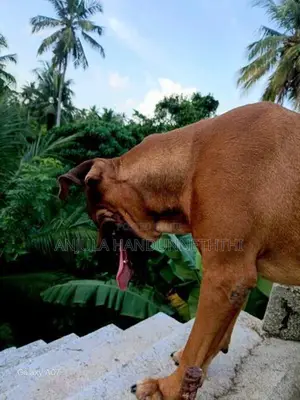 Rhodesian Ridgeback
