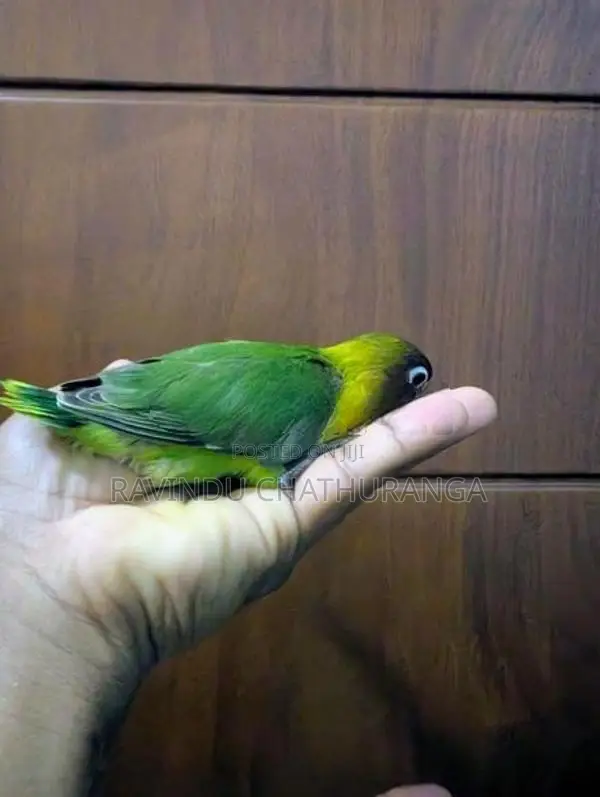 Suncorne Chick