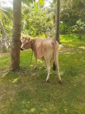 කිරි ගවයින් ( Millk cows )
