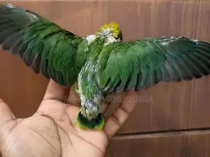 Suncorne Chick
