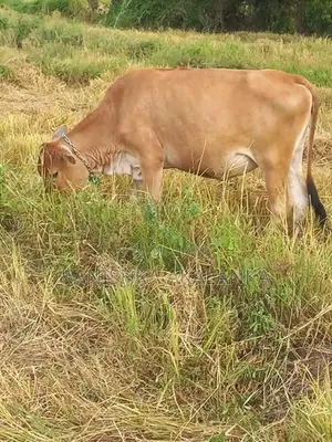 කිරි ගවයින් ( Millk cows )