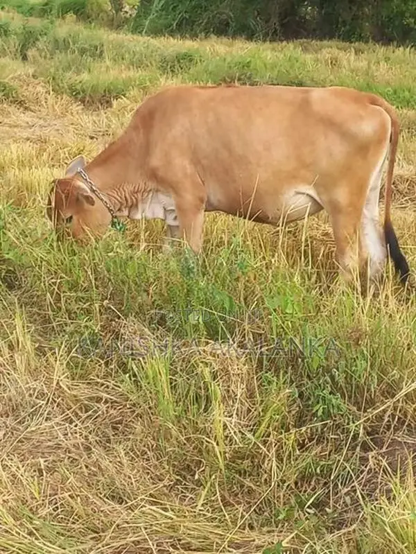 කිරි ගවයින් ( Millk cows )