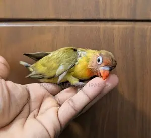 Suncorne Chick