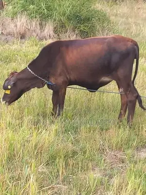 කිරි ගවයින් ( Millk cows )
