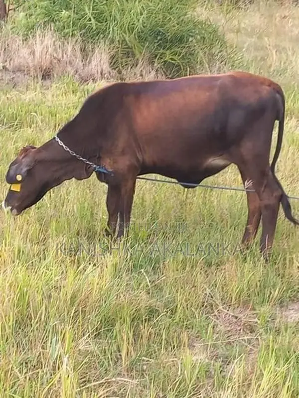 කිරි ගවයින් ( Millk cows )