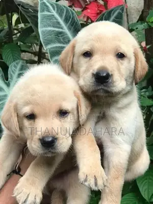Labrador Puppies