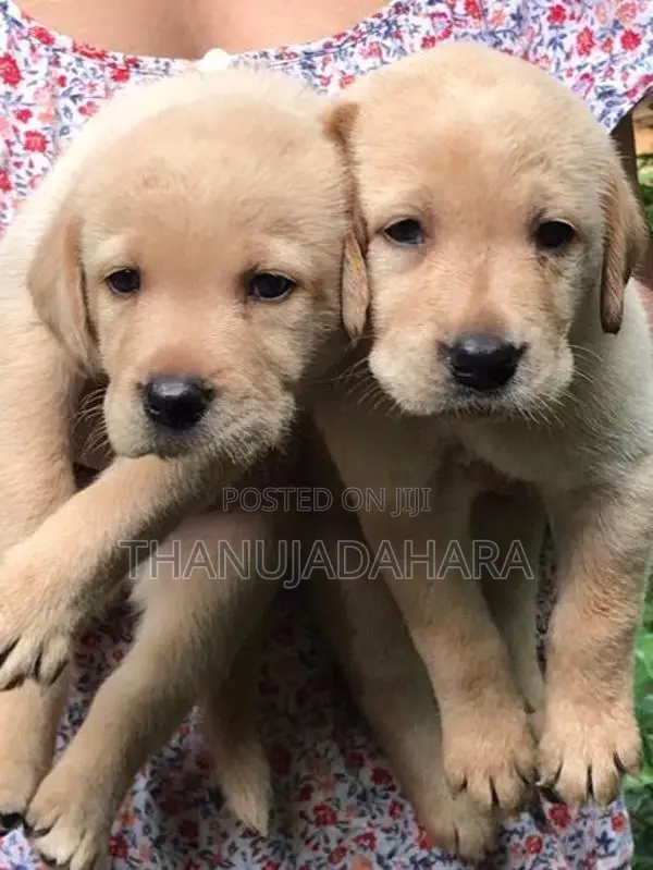 Labrador Puppies