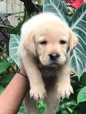 Labrador Puppies