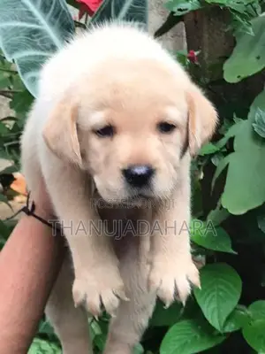 Labrador Puppies