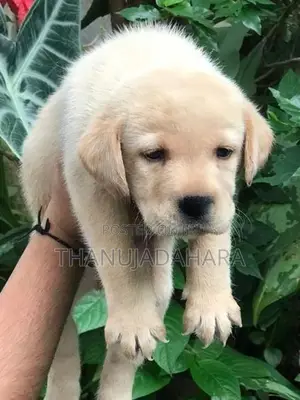 Labrador Puppies