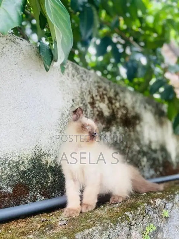 Persian cat