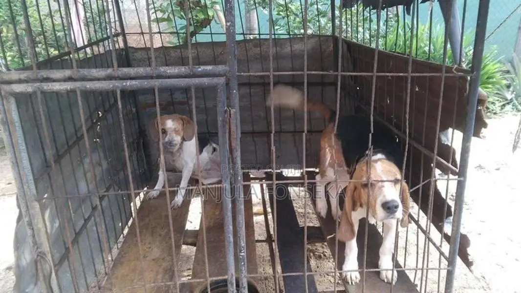 Beagal Puppy