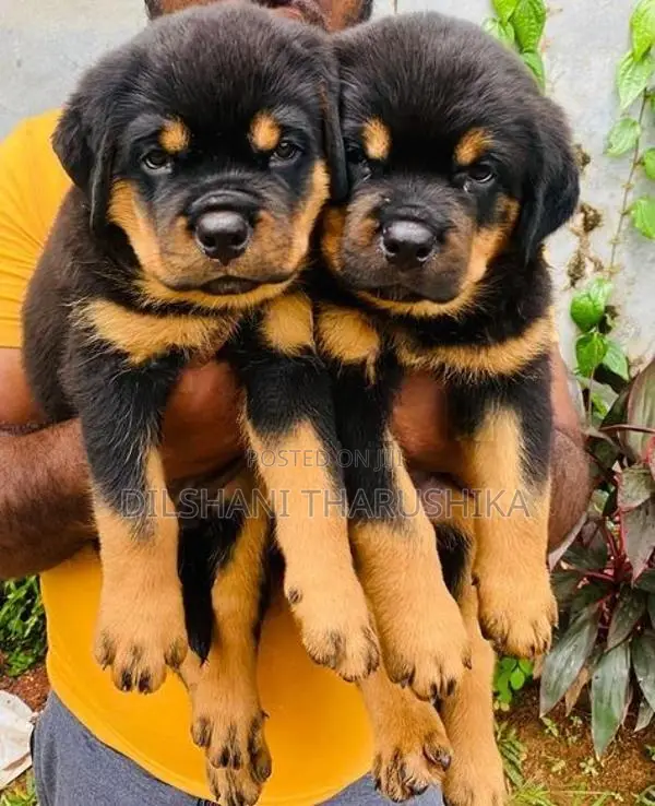 Rottweiler puppys