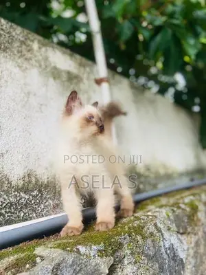Persian cat
